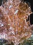 071206_2137〜0002.jpg